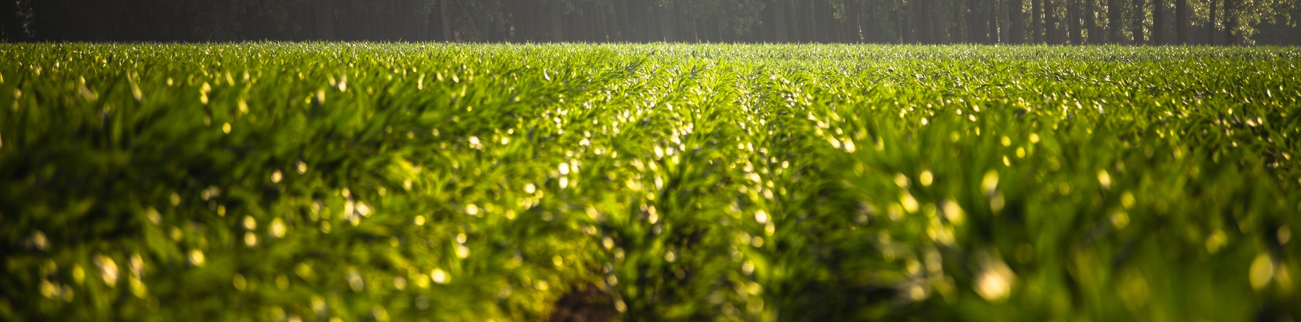 Fields of agriculture