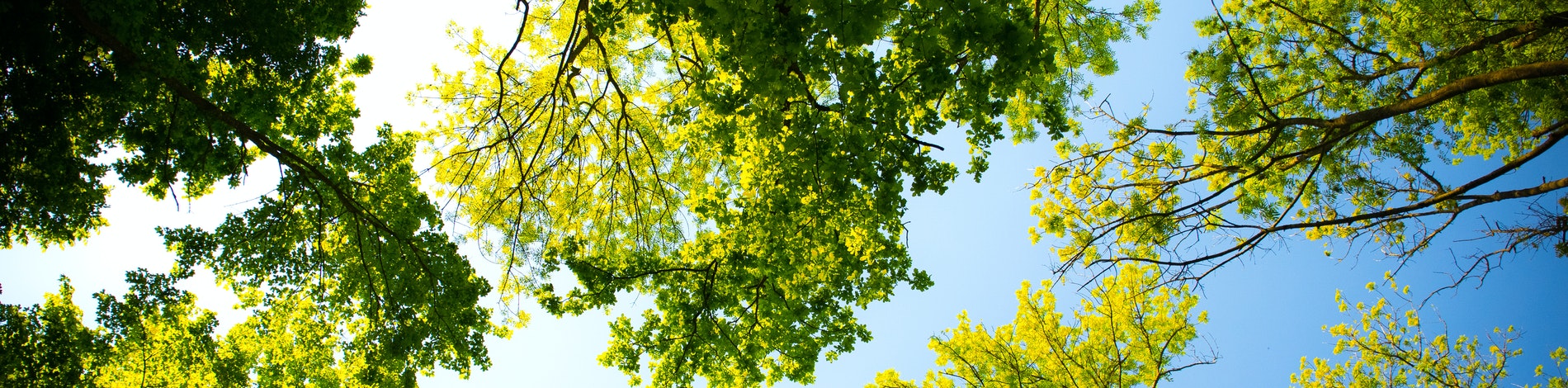 trees and blue sky